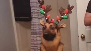 Dog shocked at his reflection with reindeer antlers