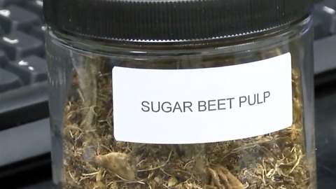 Local scientists looking at transforming sugar beets into jet fuel