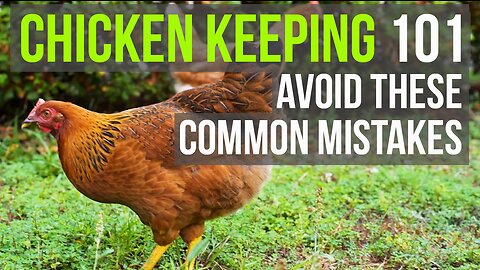 Raising Chickens - Pro Tips to Avoid any Problems!