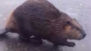 Beaver attacks cat in the middle of Russian street!