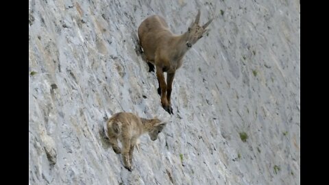 Incredible ibex defies gravity and climbs a dam