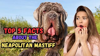 Top 5 Facts About The Neapolitan Mastiff