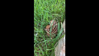 Fawn hides in the grass