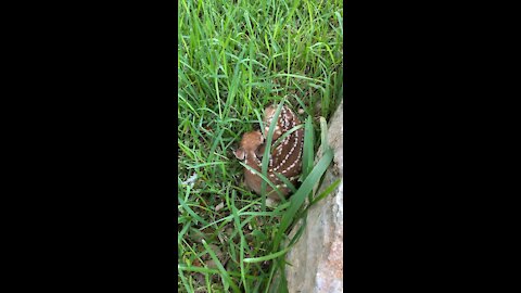 Fawn hides in the grass