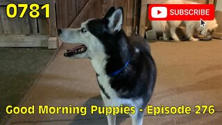 [0781] GOOD MORNING PUPPIES - EPISODE 276 [#dogs #doggos #doggies #puppies #dogdaycare]