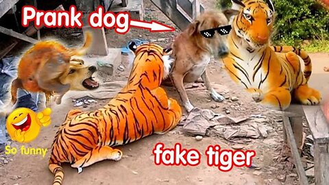 Troll Pranks funny & fake lion and fake Tiger prank to dog