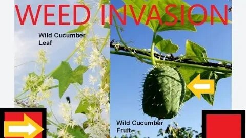 Weed Invasion Wild Cucumber Weed Regenerative Farming | How To Protect Your Food D.I.Y in 4D