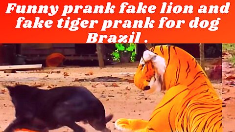 Funny prank fake lion and fake tiger prank for dog Brazil