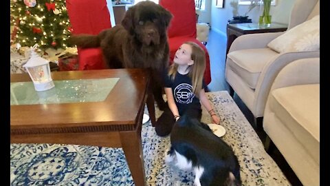 Little girl gives her huge dog and little puppy Christmas treats