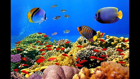 Подводный мир Рыбы Океан Нежная лечебная музыка здоровья