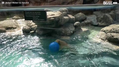 Orso polare scopre un nuovo gioco: una palla!