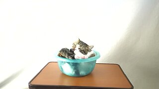 Funny Cat Catches His Tail in a Basin