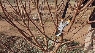 Pruning Young Almond Trees | Desert Farming