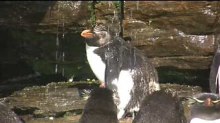 Det er badetid for disse nuttede pingviner!