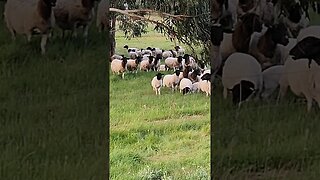 Daily Dose Of Dorpers #standbyme #farmlife #sheep