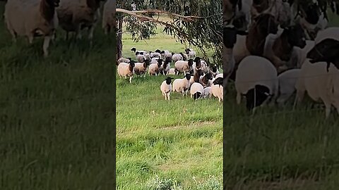 Daily Dose Of Dorpers #standbyme #farmlife #sheep