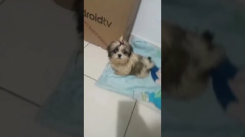 Shitzu assiste tv , dessa eu não sabia #shorts #shitzu #pets #cães #dogs