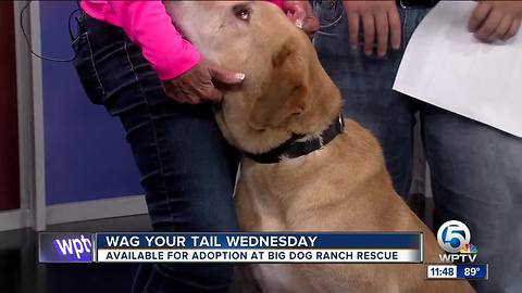 Wag Your Tail Wednesday: Bandit and Bryer each need a forever home