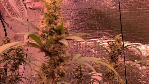 Close Up View of Sparkly Colorado Cannabis Flowers
