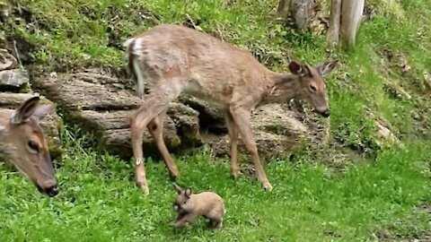 Friendly dwarf rabbit just wants to play with the wild deer
