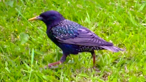 IECV NV #590 - 👀 European Starling Searching For Food 5-18-2018