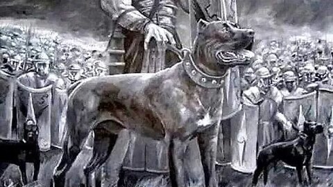 Canis Pugnax: the Roman Empire Dog of WAR: use, origin & ratio. Dogwalker Molossers Mastiffs Bandogs