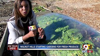 In food desert, Walnut Hills residents turn to gardening