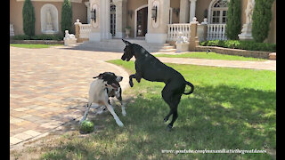 Great Danes Have Great Fun Playing Tag With Watermelon ~ Fun With Fruit