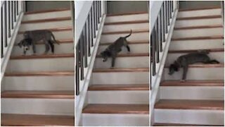 Cane spaventato non riesce a scendere le scale