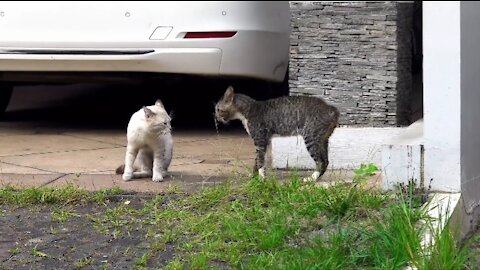 Two cats want to quarrel, it's really funny