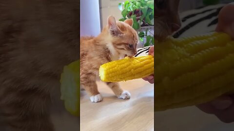 SO CUTE - Baby Cat Eats 🍿 #shorts #shortsfeed #animals