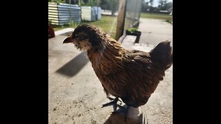 Love These Chicks ❤️ #cute #chick #adorableanimals