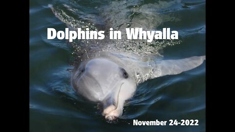 Dolphins in Whyalla (November 24-2022)