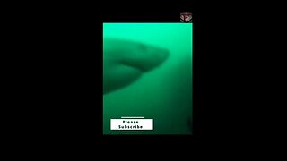Diver Fends Off Great White Shark #shorts #shark #attack