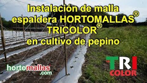 Instalación de malla espaldera HORTOMALLAS® TRICOLOR® en cultivo de pepino.