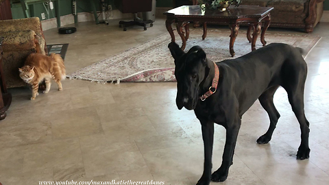 Funny Cat Chases Playful Great Dane Puppy