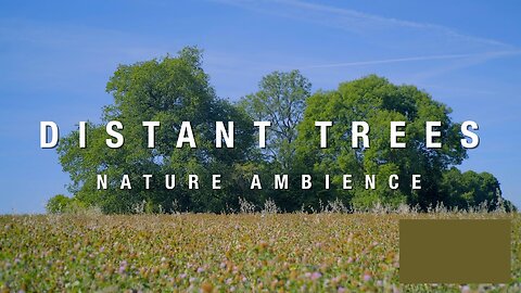 Distant Trees | 3 Hours Of Crickets, Birdsong & Breeze | Relaxing Summer Woodland Nature Ambience