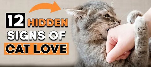 12 Signs Your Cat Loves You But You Are Unaware