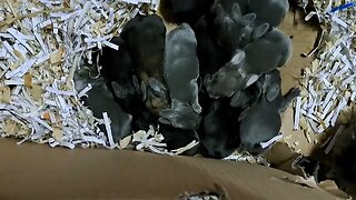 BLUE VIENNA BABY RABBITS KITS 6 DAYS OLD: Blue Black and Agouti or will it be Isabella? Konijntjes