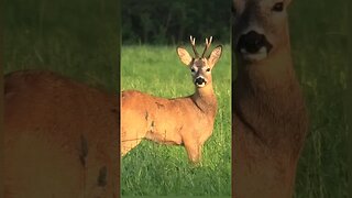 The magnificent roe deer #deer #wildanimals #animals4k #wildlife #viral #shorts #subscribe #new