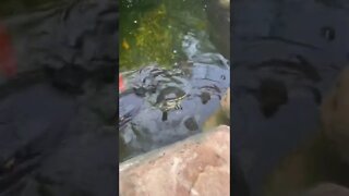 Turtle Feeding Time