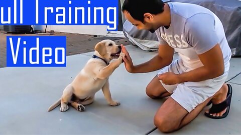 Cute pet's Learning and Performing Training Commands | Dog Showing All Training Skills.