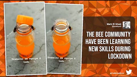 Honey bees found way to open bottle 🍯