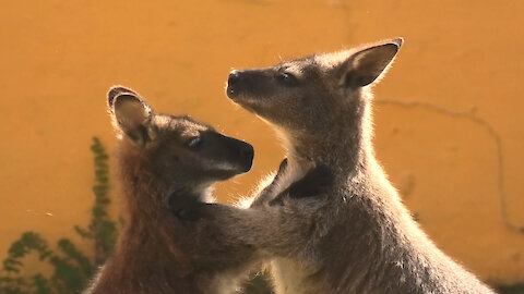 Valentine's Day Love Is In The Air For These Kangaroos