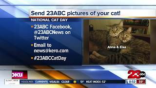 23ABC viewers send in pictures of their cats for National Cat Day part 3
