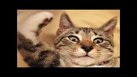 Funny animals - Cats | Dogs - Try not to laugh #2