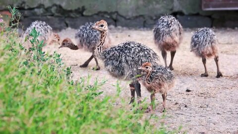 Cute baby ostriches at a farm. Domestic birds outdoors. Breeding ostriches for meat