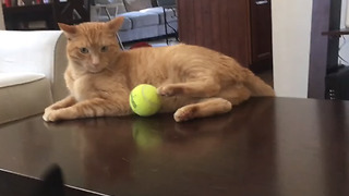 Hilarious Video Of A Cat Pranking A Dog