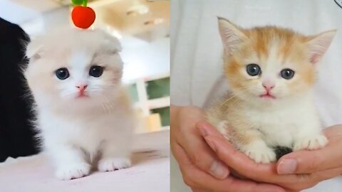 Baby Cats, One of the Cutest and Funniest Cat Video Compilation!!! SUPER CUTE AND FUNNY!