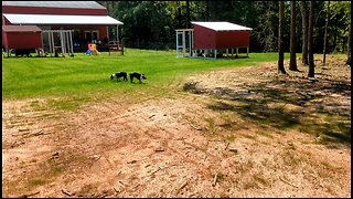 Cannon Farm - New Grass for Pasture?